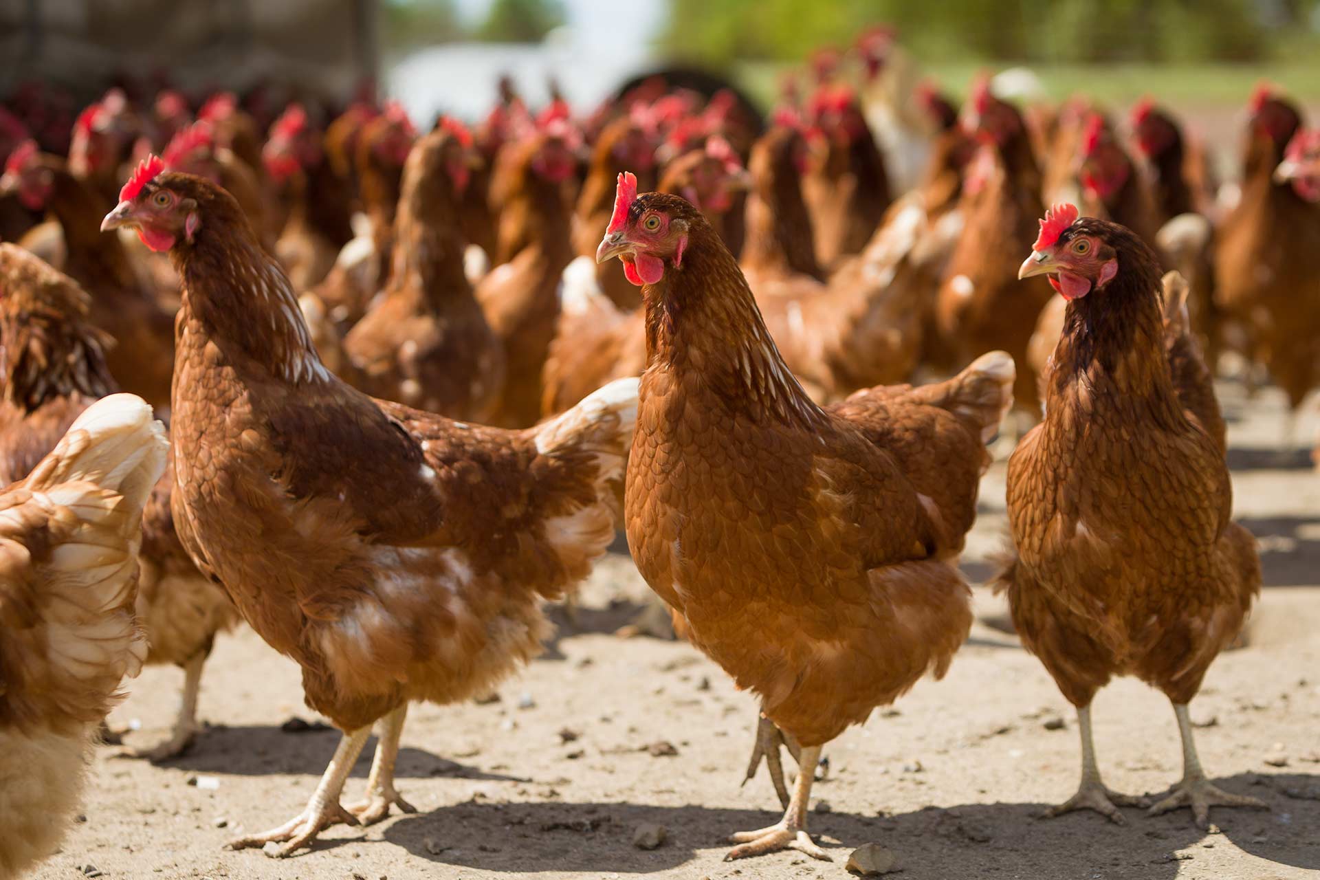 Sustainable Agriculture is Good for the Environment