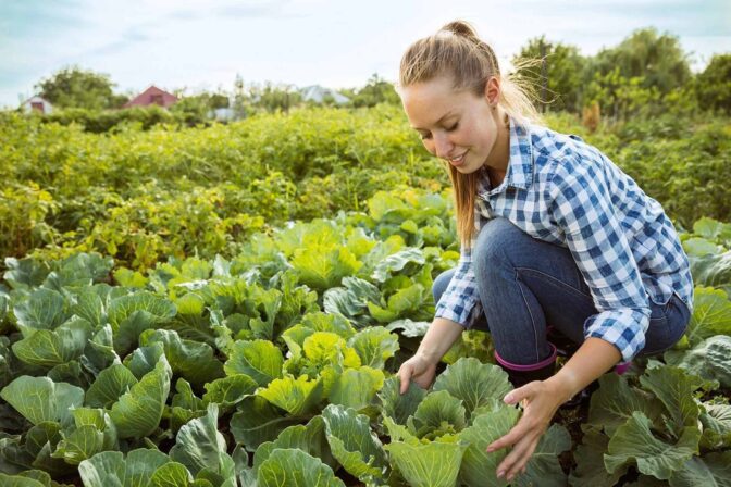 Effects of Rural Agricultural Development