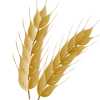 pasta per celiaci